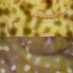 Glass Sheet Mixed Colors Mottled  w/ Purple/Yellow/White Streaky