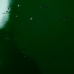 Glass Sheet Green Cathedral (High Transparency & Clarity)