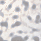Glass Sheet White Mottled