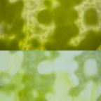 Glass Sheet Green Mottled with White Streaky