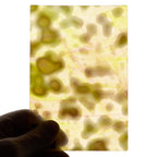 Glass Sheet Mixed Colors Mottled  w/ Yellow/White/Purple Streaky