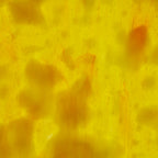 Glass Sheet Orange Mottled