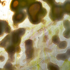 Glass Sheet Mixed Colors Mottled  w/ Yellow/White/Purple Streaky